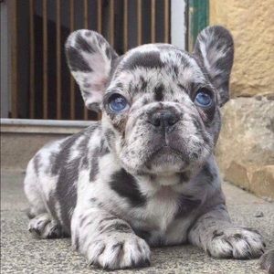 Meet your Posher, Breaja